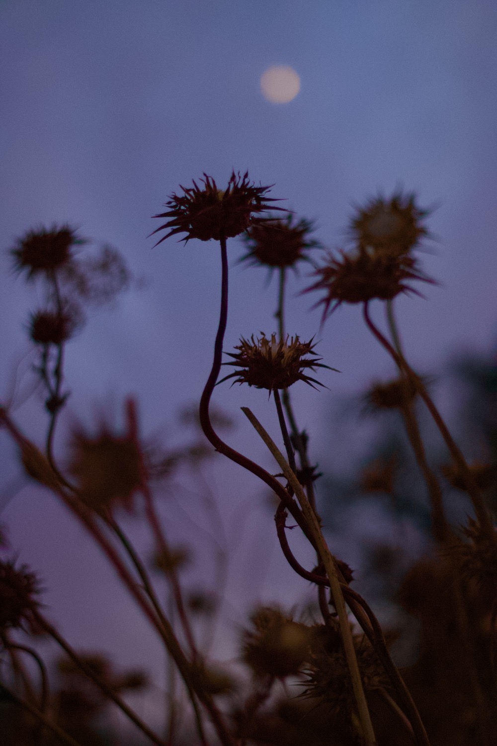 Eveningflowers