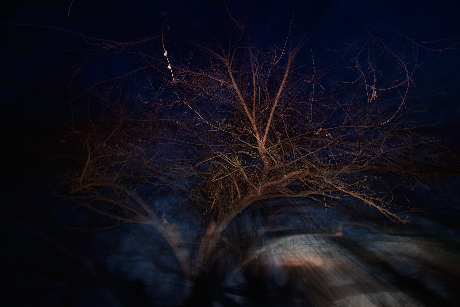 Night Tree