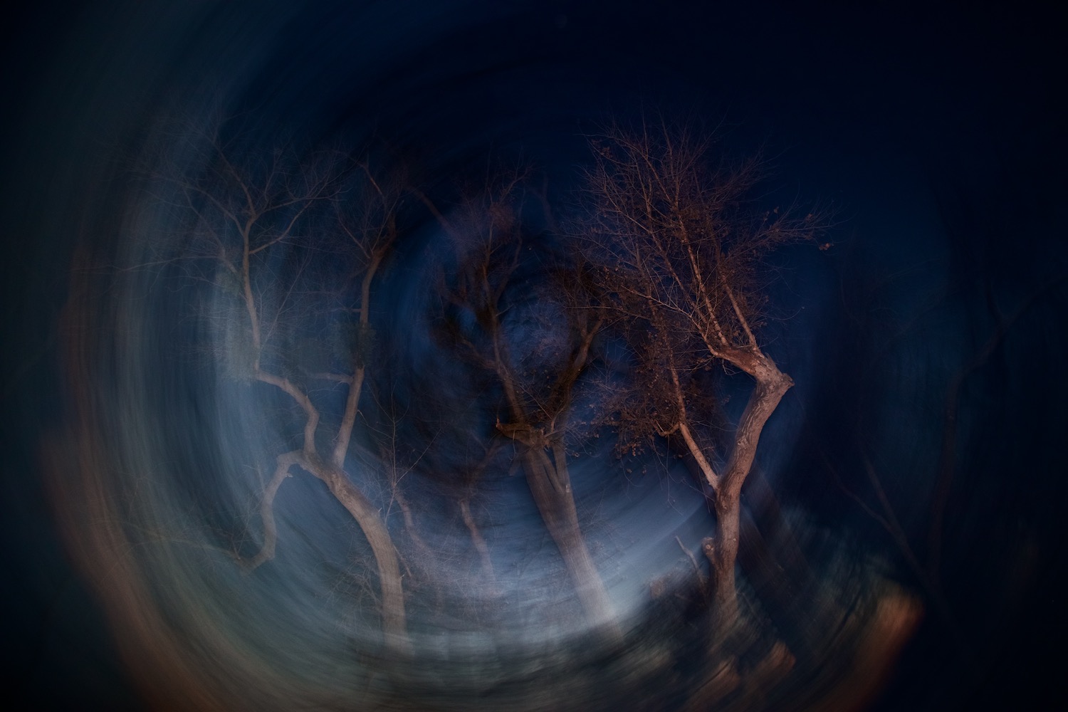 Night Tree