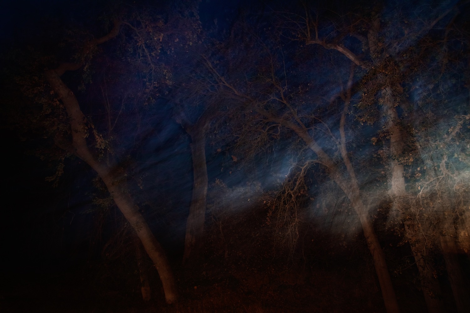 Night Tree