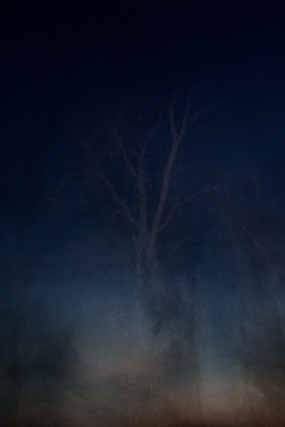Night Tree