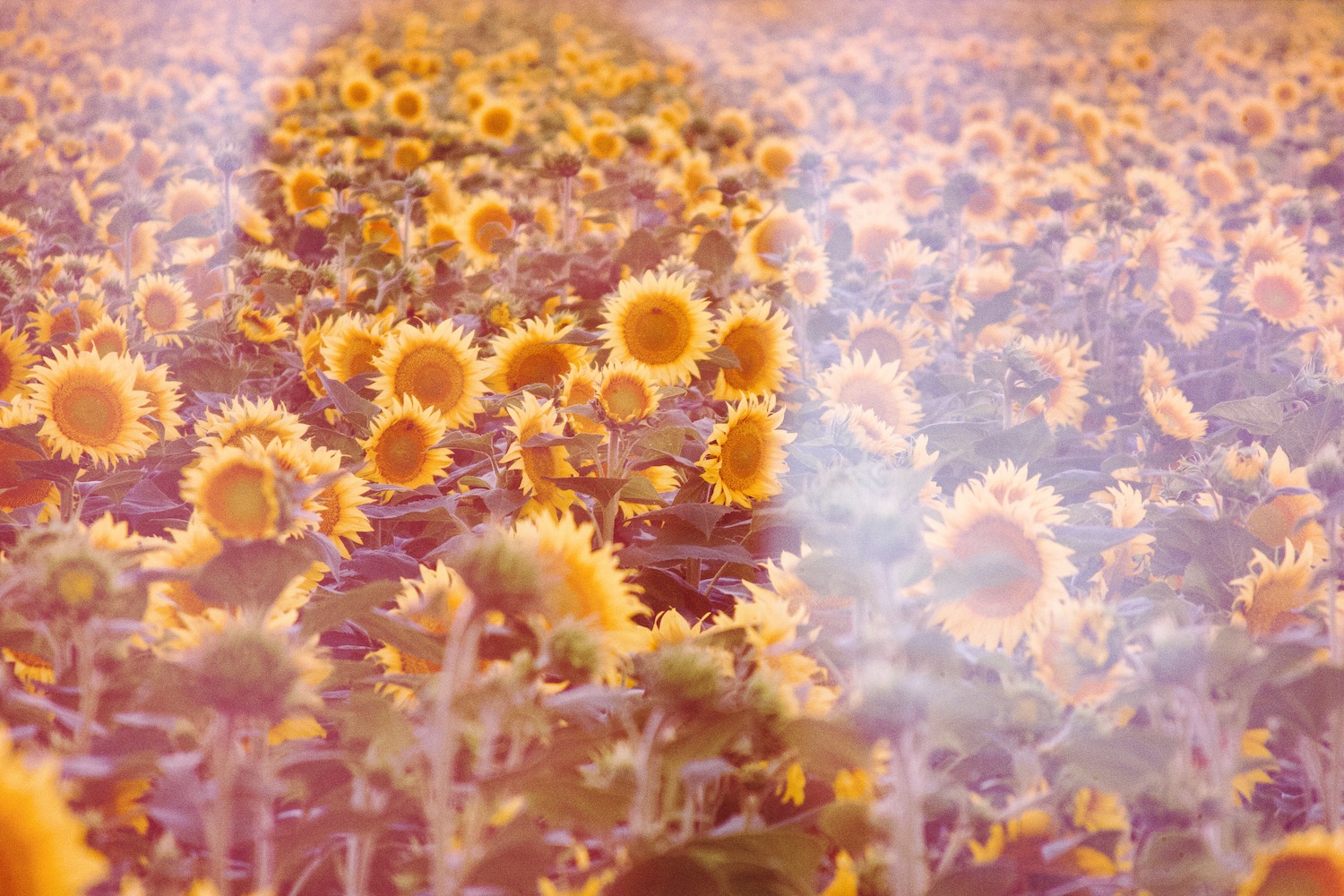 Sunflowers